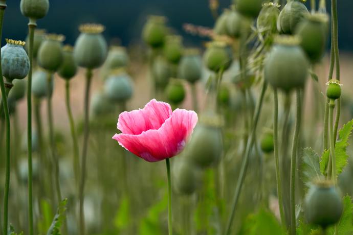 pink poppy